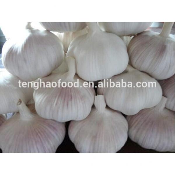 2014 2017 year china new crop garlic new  crop  ,fresh  nomal  white garlic #1 image