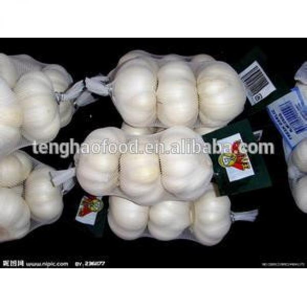 New 2017 year china new crop garlic Crop  5cm-6.5cm  bulk  supply  pure white and normal white fresh garlic #1 image