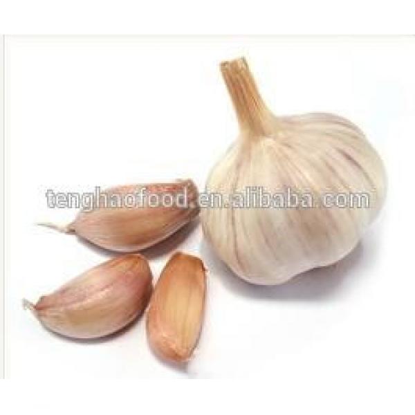New 2017 year china new crop garlic Crop  5cm-6.5cm  bulk  supply  pure white and normal white fresh garlic #2 image