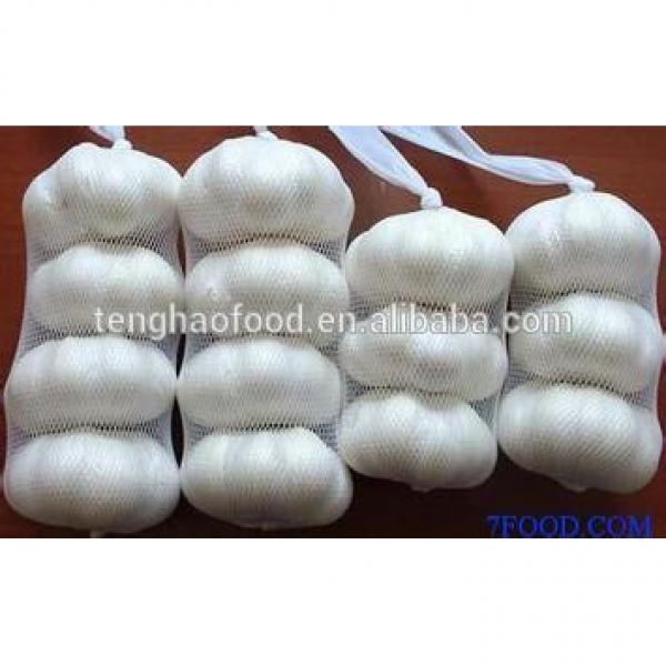 New 2017 year china new crop garlic Crop  5cm-6.5cm  bulk  supply  pure white and normal white fresh garlic #3 image