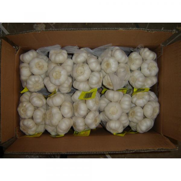 fresh 2017 year china new crop garlic white  garlic    #4 image
