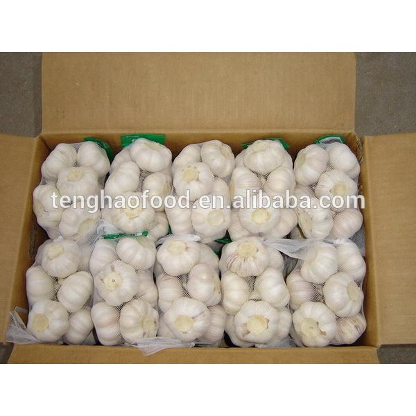 Chinese 2017 year china new crop garlic 2017  new  crop  garlic  (4.5cm 5.0cm 5.5cm 6.0cm) normal/pure white garlic,mesh bag or carton packing #4 image