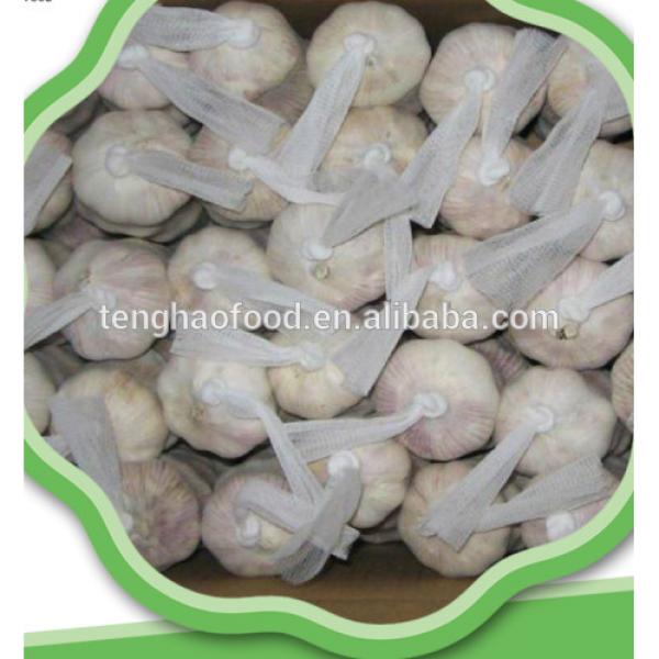 good 2017 year china new crop garlic quality  Chinese  fresh  garlic  for hot sales 4.5cm 5.0cm 5.5cm 6.0cm #2 image