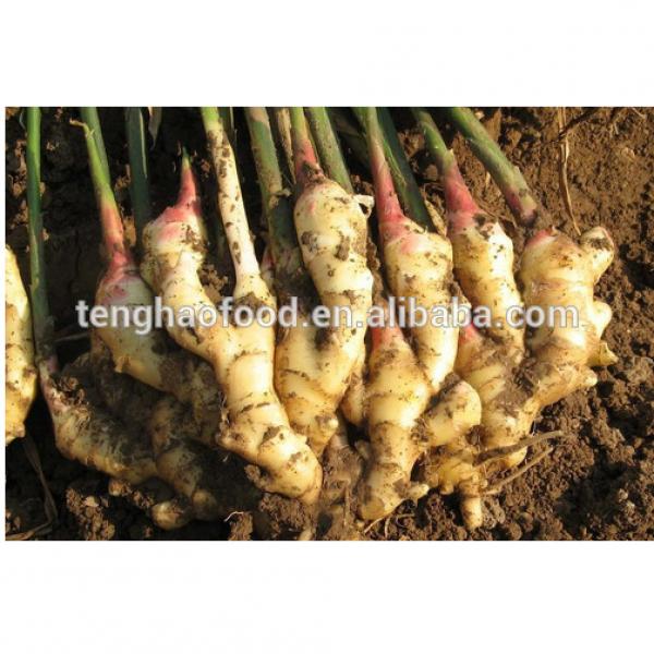 manufacture 2017 year china new crop garlic offering  New  crop  Chinese  fresh ginger from China #2 image