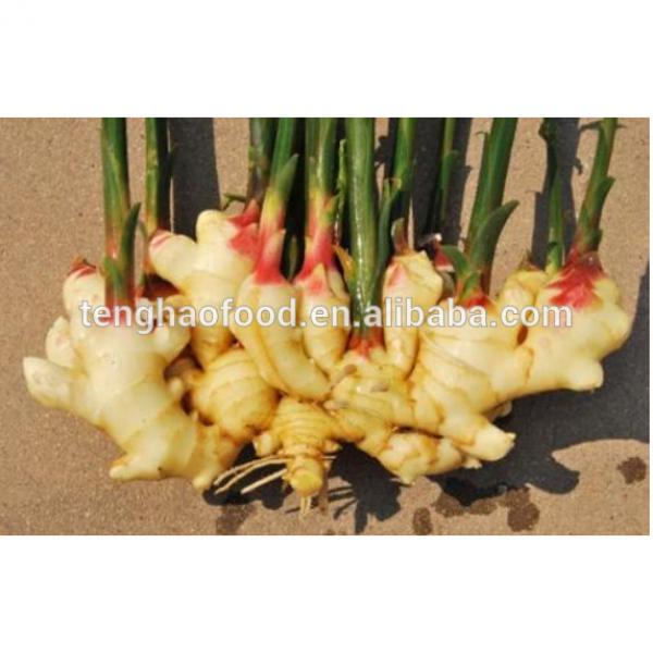 manufacture 2017 year china new crop garlic offering  New  crop  Chinese  fresh ginger from China #3 image