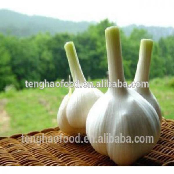 New 2017 year china new crop garlic crop  best  quality  fresh  garlic from China #1 image