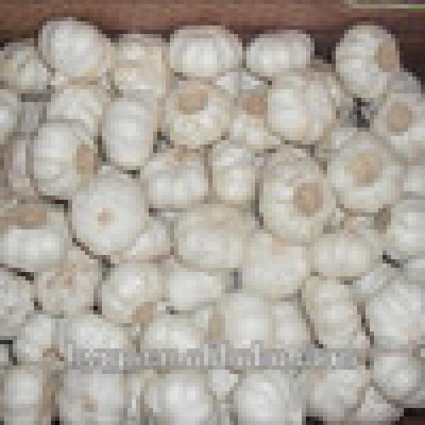 Brand New New Chinese Fresh Pure White Garlic With Great Price #3 image