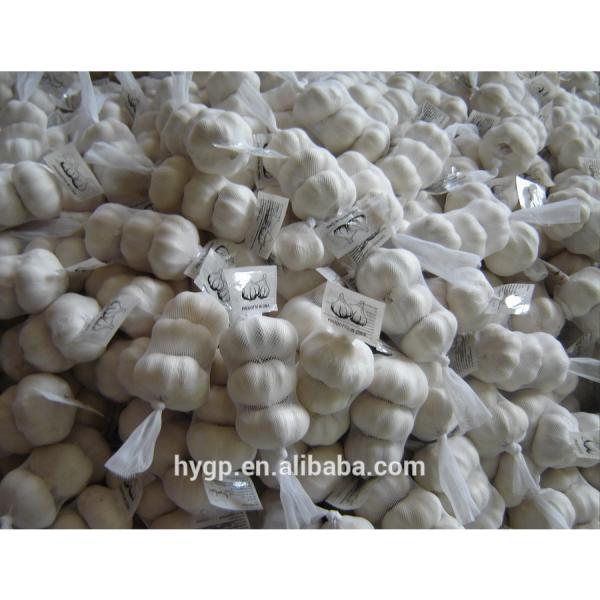 Chinese fresh galic suppliers with best price #4 image