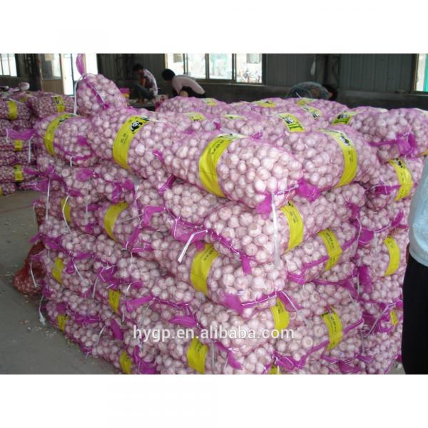 Chinese fresh galic suppliers with best price #6 image