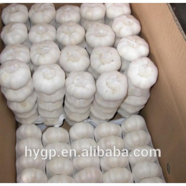 Brand New New Chinese Fresh Pure White Garlic With Great Price #4 image