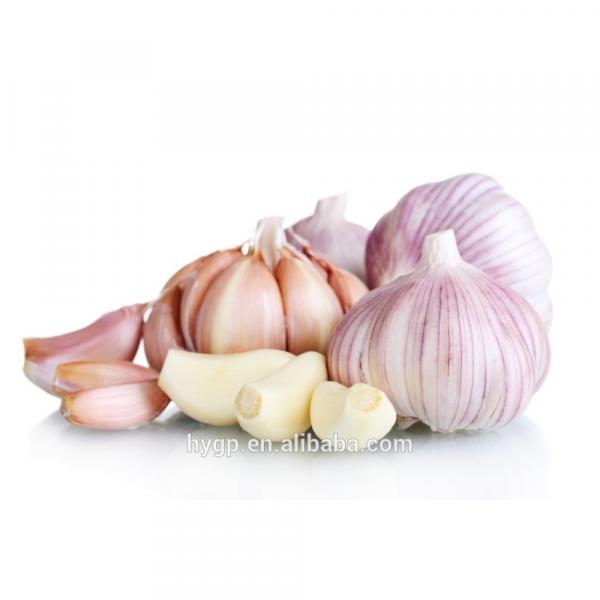 farm red fresh garlic china galic supplier for wholesales #1 image