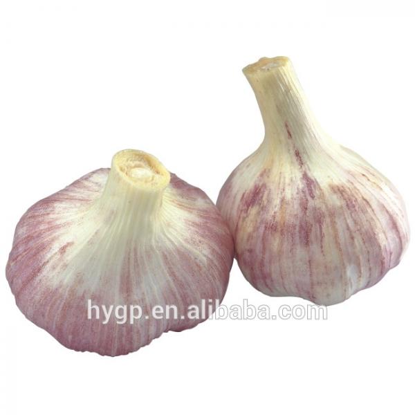farm red fresh garlic china galic supplier for wholesales #2 image