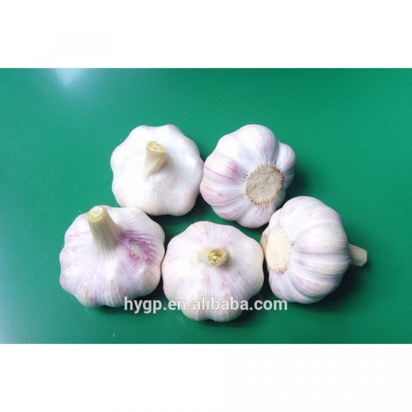 farm red fresh garlic china galic supplier for wholesales #3 image