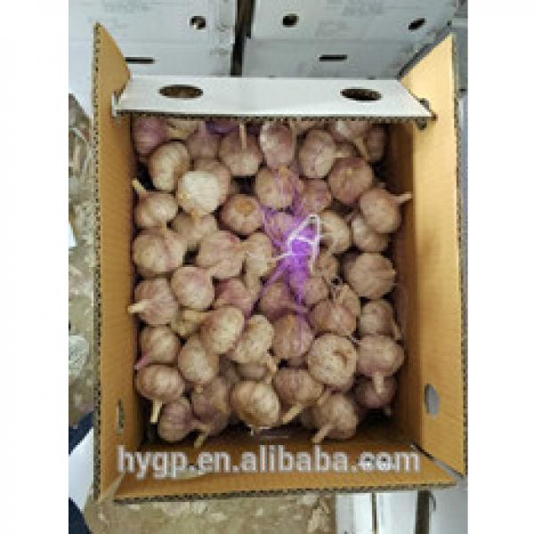 farm red fresh garlic china galic supplier for wholesales #4 image
