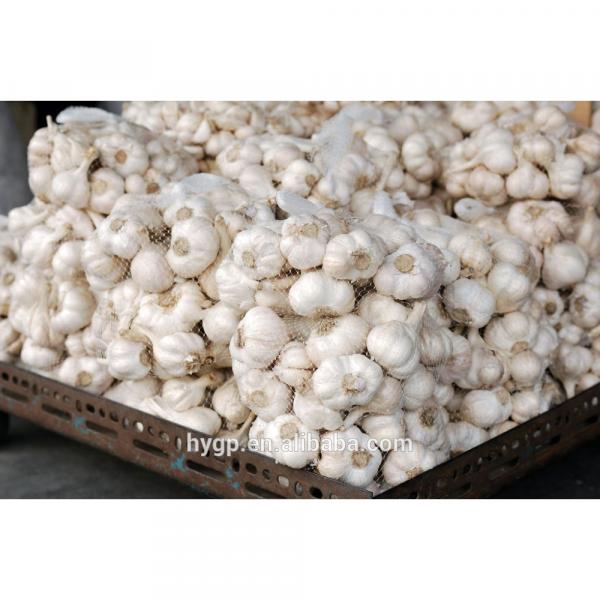 Brand New New Chinese Fresh Pure White Garlic With Great Price #5 image