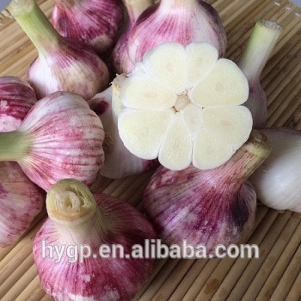 Chinese Fresh Galic Suppliers #1 image