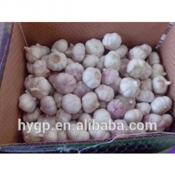 China fresh purple garlic 2017 #3 image