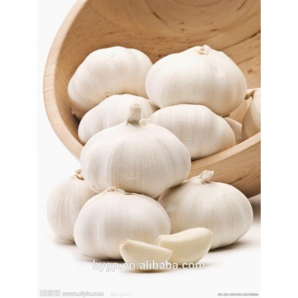 Fresh Garlic #1 image