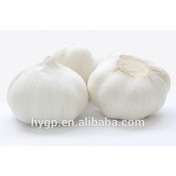 China Fresh pure white galic size 5.0-6.5 #2 image