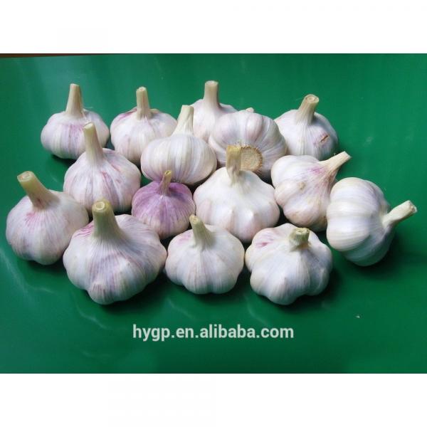 China fresh purple garlic 2017 #2 image