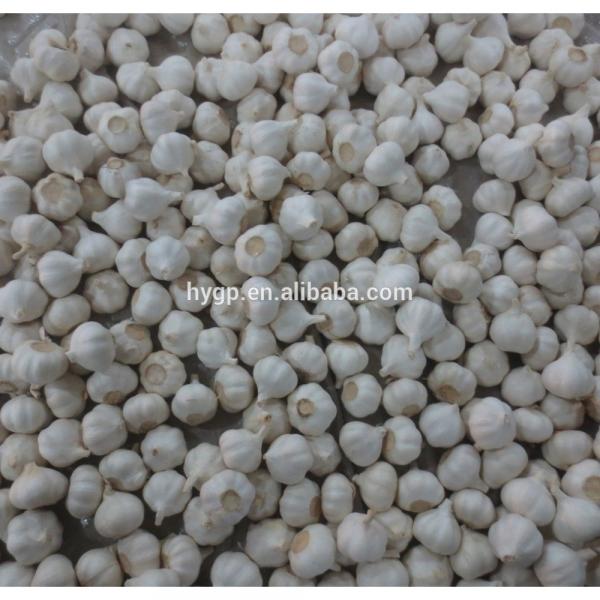 China Supplier Of Fresh Garlic #2 image