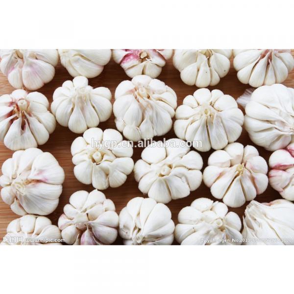 China Supplier Of Fresh Garlic #1 image