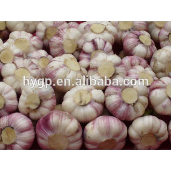 High Quality Bulk Garlic For Sale for all size #1 image