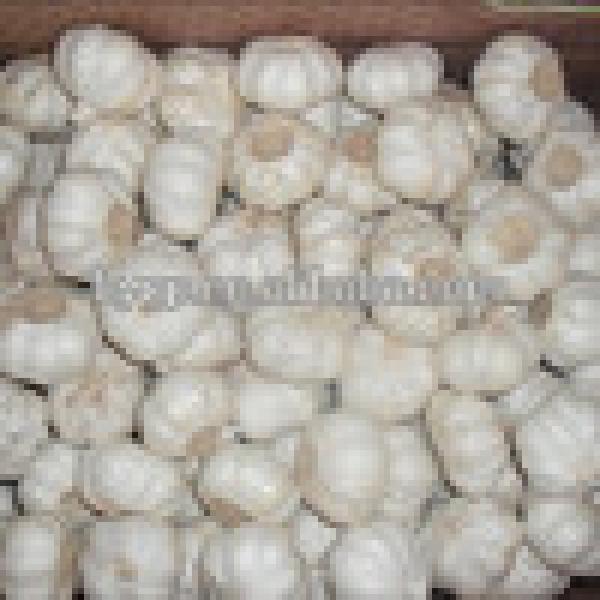 High Quality Bulk Garlic For Sale for all size #2 image
