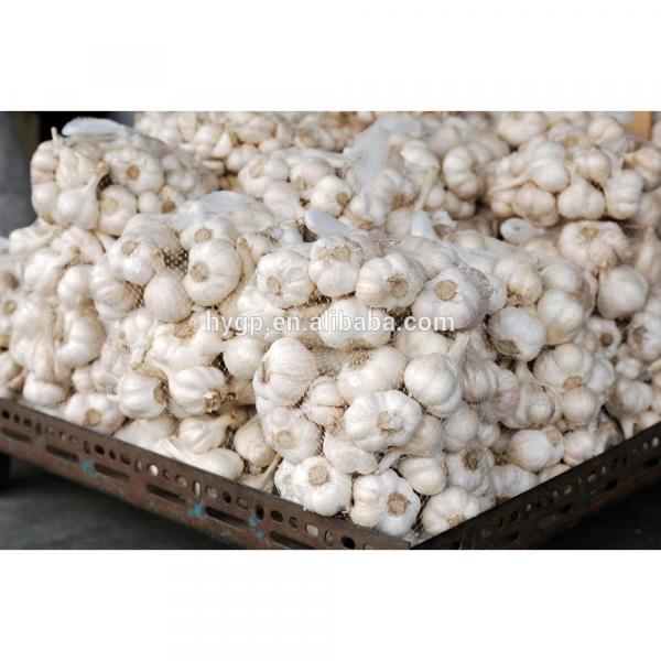 High Quality Bulk Garlic For Sale for all size #3 image