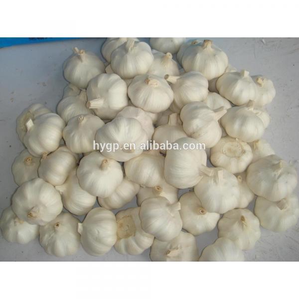 China Big Size Garlic For Sale #1 image