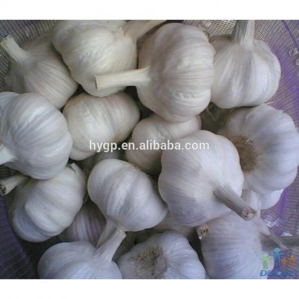 China Big Size Garlic For Sale #2 image