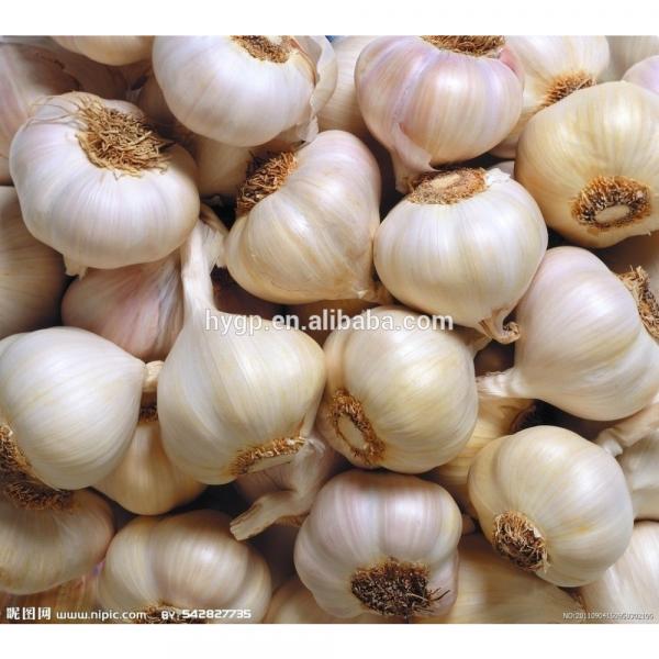 ian garlic #1 image