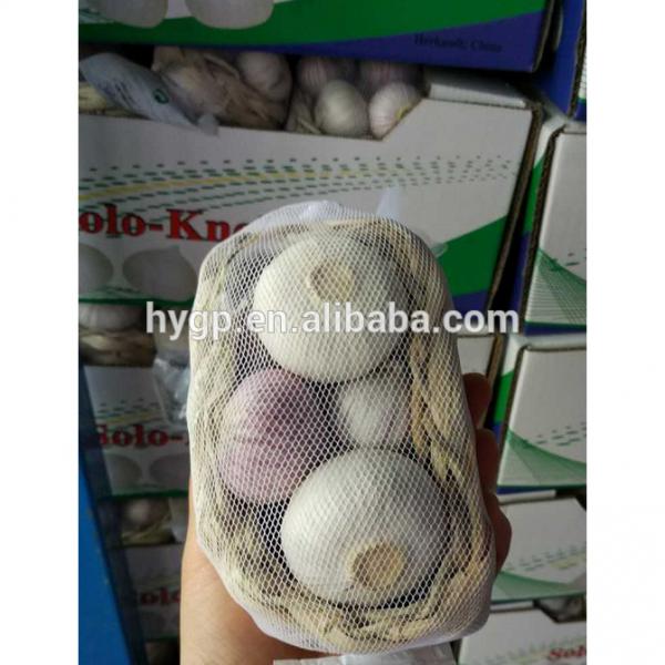 High Quality Professional Garlic In Small Pack #1 image