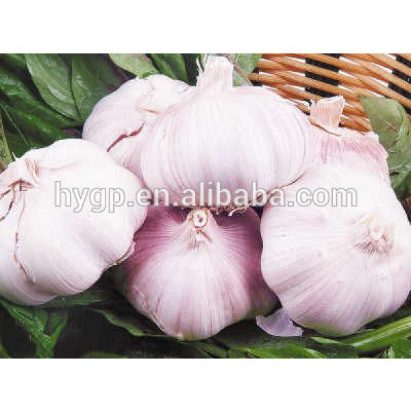 High Quality Garlic #1 image