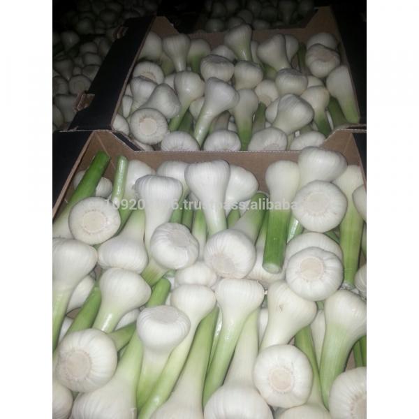 fresh Garlic #1 image