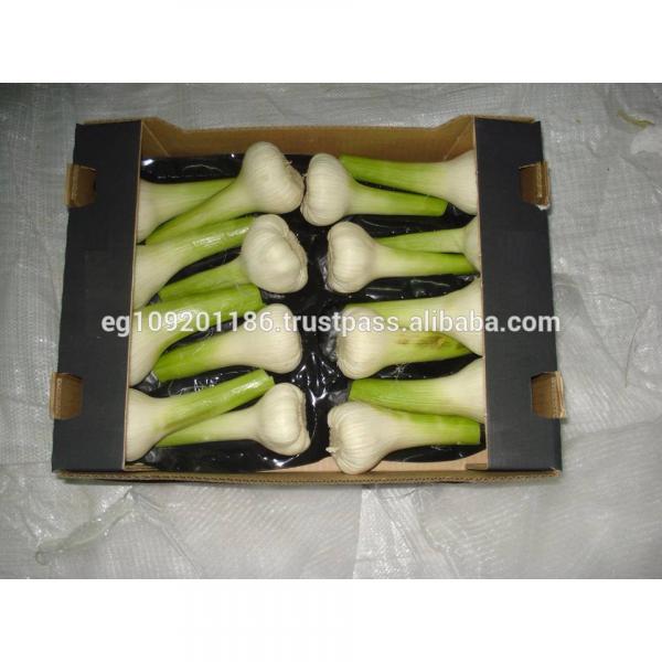 Fresh Red ( Chines type ) Egyption Garlic #1 image