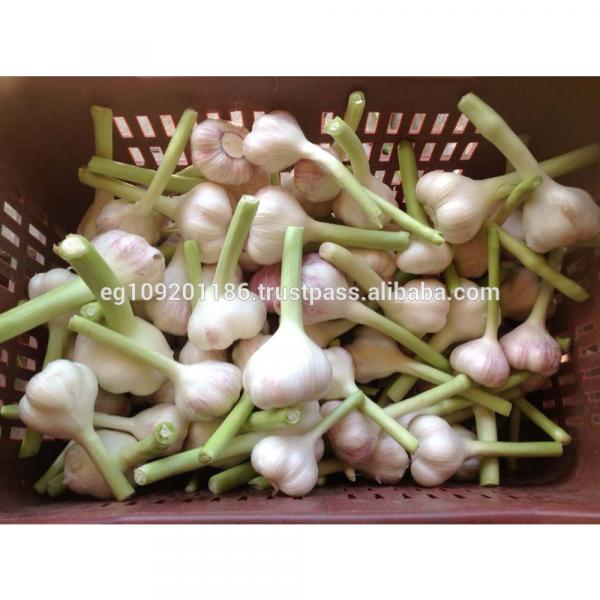 Fresh Red ( Chines type ) Egyption Garlic #2 image