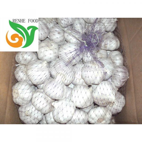 Fresh White Garlic with Carton Packing #1 image