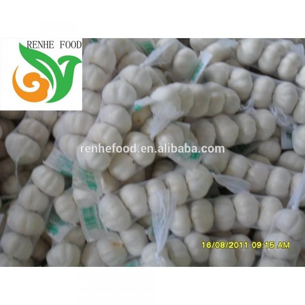 Ali/Alho/Ajo/Garlic fom China Supplier #1 image