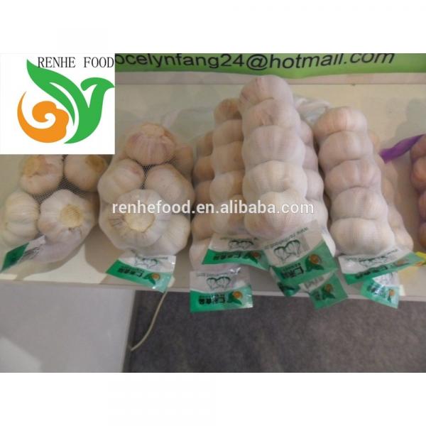 Jinxiang Normal White Garlic #1 image