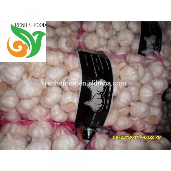Jinxiang Normal White Garlic #3 image
