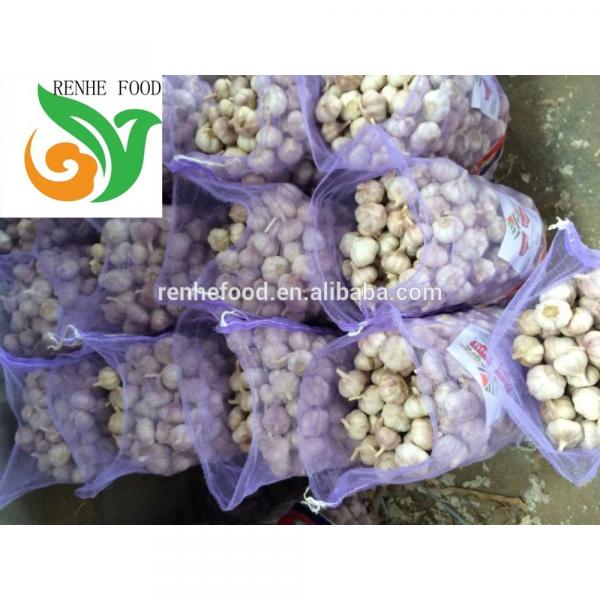 Jinxiang Normal White Garlic #4 image