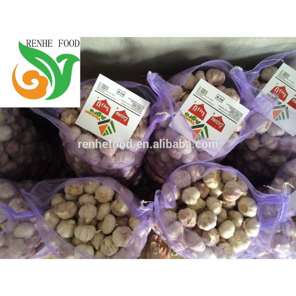 Jinxiang Normal White Garlic #5 image