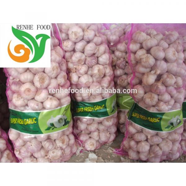 Jinxiang Normal White Garlic #6 image
