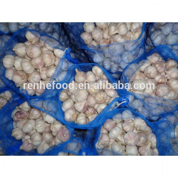 Sell High-quality Fresh Natural pure white garlic #1 image