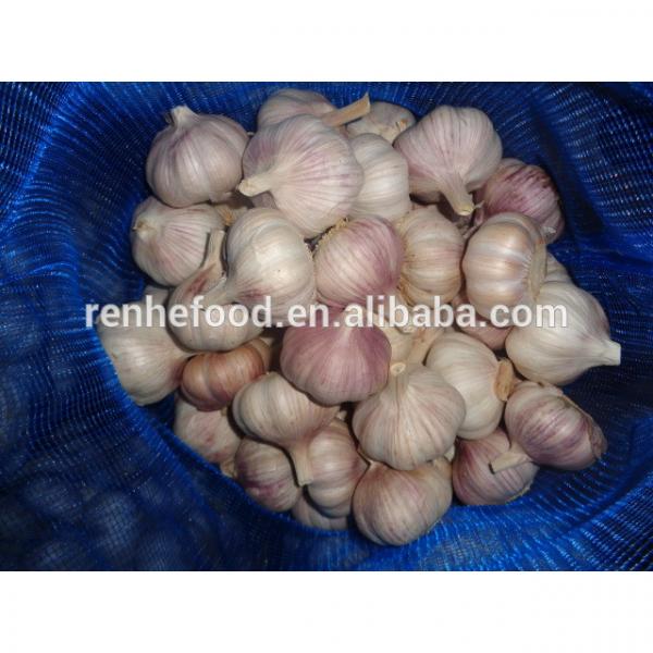 Sell High-quality Fresh Natural pure white garlic #3 image