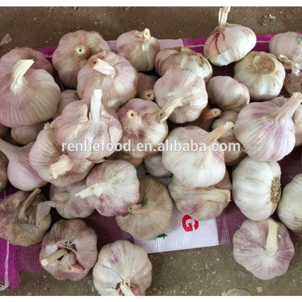 Sell Vegetable white Garlic for Dubai #4 image