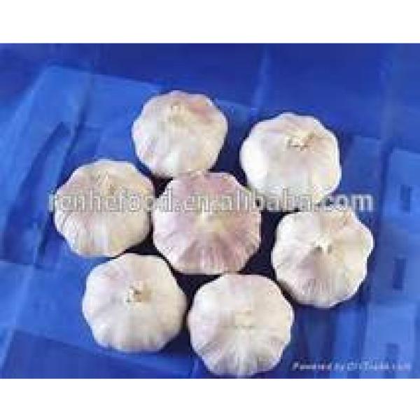 Sell Vegetable white Garlic for Dubai #2 image