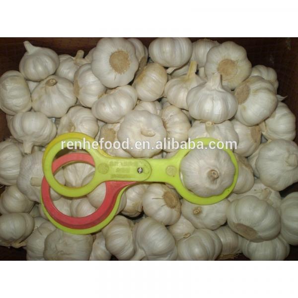 Super fresh pure white garlic from Renhe Food #2 image