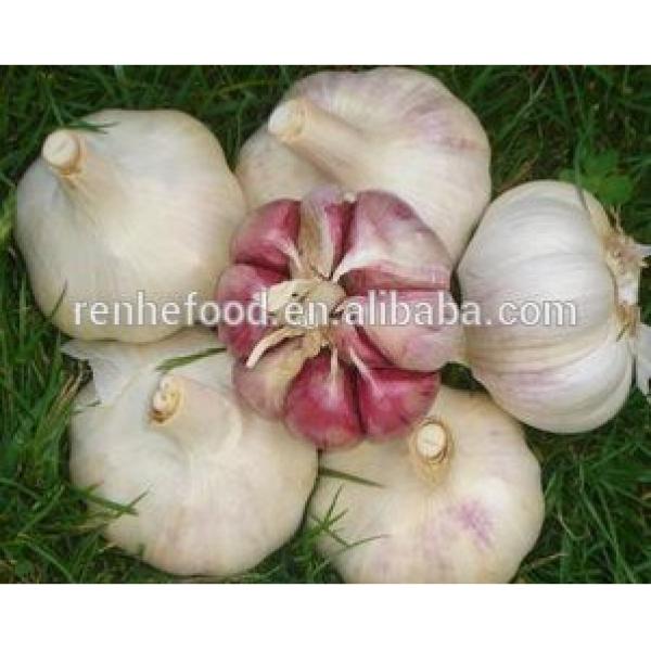 China Pollution Free White Garlic Hot Selling #4 image